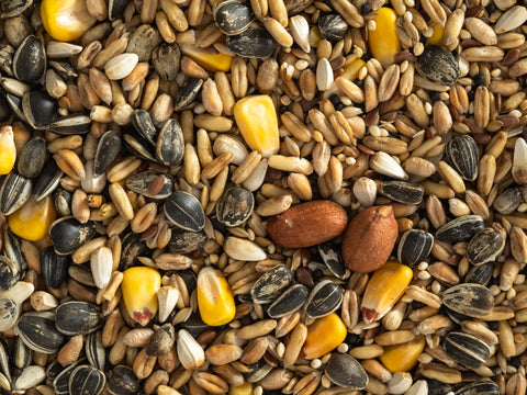 Parrot Seed Mix